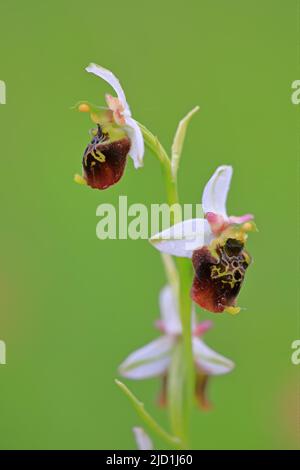 Bumblebee Ragwort (Ophrys ologerica), orchidee (Orchidee), Efringen Kirchen, Alto Reno, Baden-Wuerttemberg, Germania Foto Stock