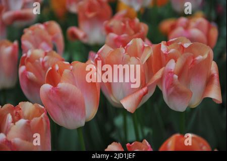Darwin tulipani ibridi (Tulipa) Arancio orgoglio fiorire in un giardino nel mese di aprile Foto Stock
