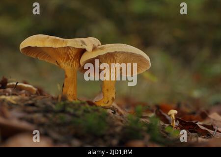 Due falsi Chanterelles (Hygrophoropsis aurantiaca) e giovani chanterelle a Eppstein, Taunus, Assia, Germania Foto Stock