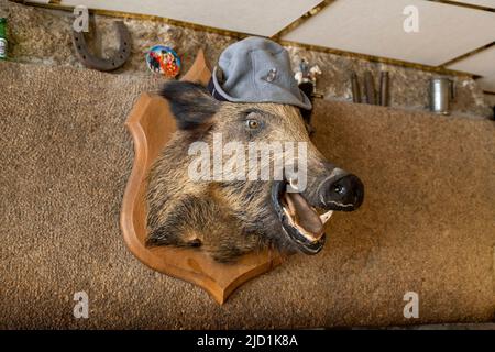 Una testa di cinghiali montata appende su un muro in un bar a Huelgoat, Bretagna, Francia. Foto Stock