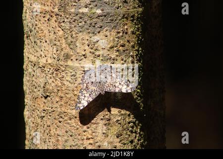 Farfalla cracker grigia (Hamadryas februa) poggiante su un albero isolato su sfondo nero Foto Stock