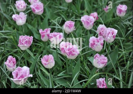 Tulipani con frange rosa e bianco (Tulipa) Oviedo fiorisce in un giardino nel mese di aprile Foto Stock