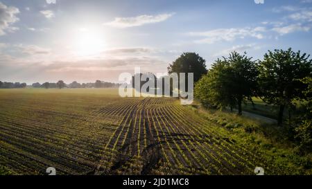 I capicaboli verdi in linea crescono in un campo agricolo di Kale, nella zona di Anversa Kempen, Belgio. Foto di alta qualità Foto Stock