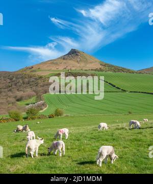 Pecore e agnelli in campo con Roseberry Topping in background. North York Moors National Park, North Yorkshire, Inghilterra. REGNO UNITO Foto Stock