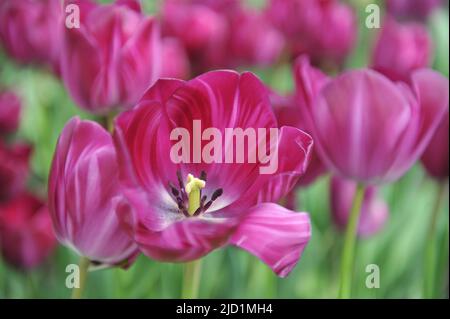 Tulipani viola Triumph (Tulipa) Paarse Graffiti fioriscono in un giardino nel mese di aprile Foto Stock