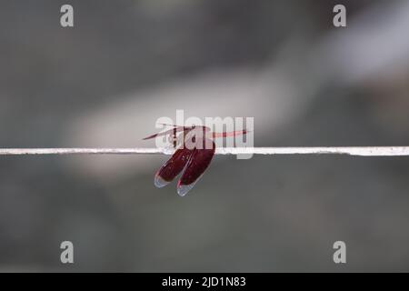 libellula rosso rubino poggiante su un filo con un naturale sfondo grigio Foto Stock