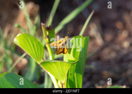 skipper singolo appoggiato su una pianta con sfondo naturale di fiori selvatici Foto Stock