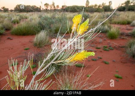 Miele Grevillea dell'Australia Centrale Foto Stock