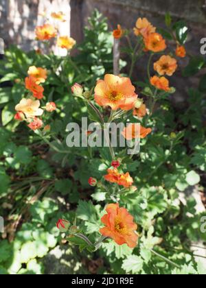 Arancio Geum fiori pieno aperto con germogli nuovi sotto ombra applaiata. Varietà totalmente Tangerina. Foto Stock