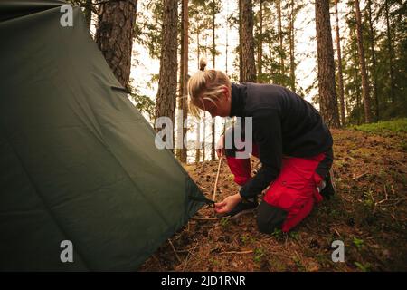 Donna escursionista pitching tenda in foresta Foto Stock