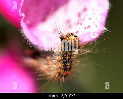 Primo piano di un grazioso bruco che sale su un fiore. Foto Stock