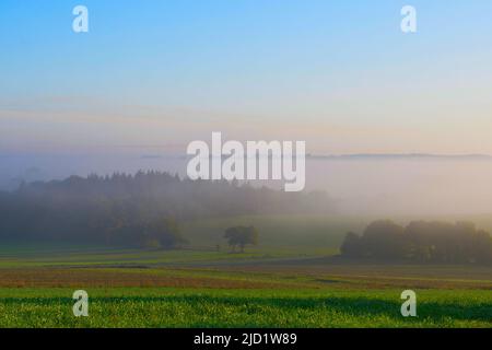 Fotografia scattata nella campagna di Nantes in una mattinata d'autunno nebbiosa Foto Stock