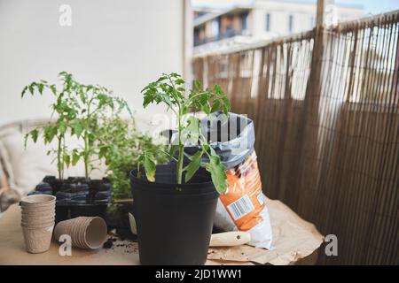 Piantina di pomodoro in pentola Foto Stock