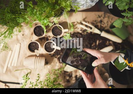 Donna fotografando mentre piantano i fiori Foto Stock