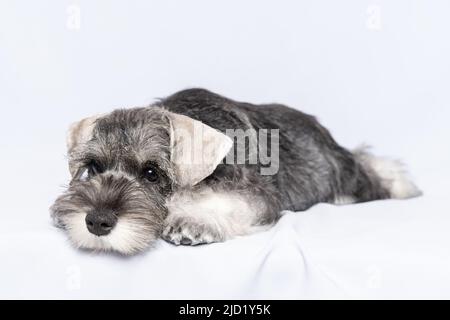 Triste cane schnauzer bianco-grigio giace su uno sfondo bianco, spazio copia. Sad cucciolo in miniatura schnauzer. Cucciolo assonnato. Il cucciolo è triste senza un maestro. p Foto Stock