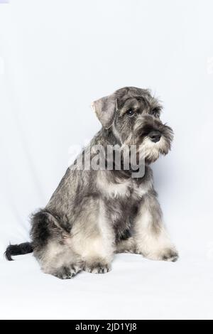 Il cane schnauzer bianco-grigio siede e guarda su uno sfondo bianco, cornice verticale. Sad cucciolo in miniatura schnauzer. Primo piano ritratto di un cane su un bianco Foto Stock
