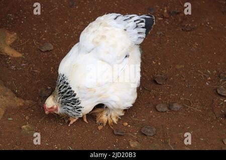 Bantam Brahma con lacci in argento Foto Stock