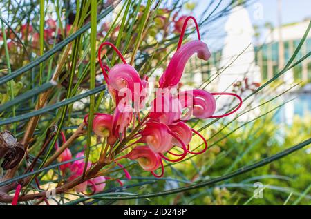 Fiori esotici della grevillea di Banks anche conosciuto come Byfield waratah, quercia setosa fiorita rossa e quercia setosa nana. Foto Stock