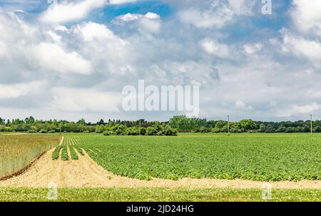 Paesaggio di un campo a Bridgehampton, ny Foto Stock