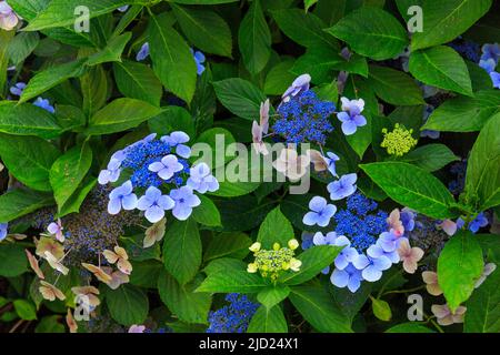 Hydrangeas Blue lacecap presso Burrow Farm Gardens, creato da Mary Benger nr Axminster, Devon, Inghilterra, Regno Unito Foto Stock