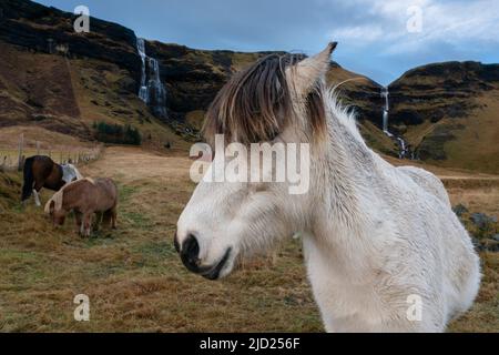 Cavalli di Icenadic vicino a Vik, Islanda. Foto Stock