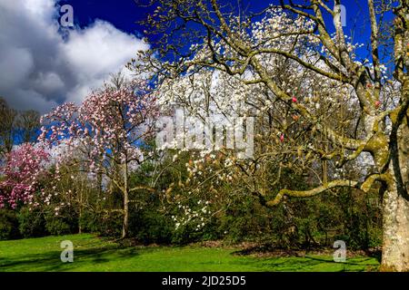 Primavera colorata fioritura dell'albero magnolia a Knightshayes Court, nr. Tiverton, Devon, Inghilterra, Regno Unito Foto Stock