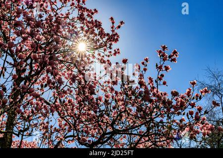 Primavera colorata fioritura dell'albero magnolia a Knightshayes Court, nr. Tiverton, Devon, Inghilterra, Regno Unito Foto Stock