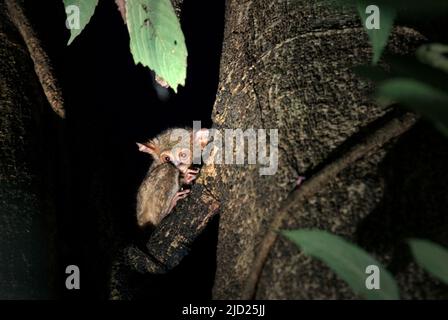 Ritratto di un tarsier nella Riserva Naturale di Tangkoko Batuangus nel Nord Sulawesi, Indonesia. Foto Stock