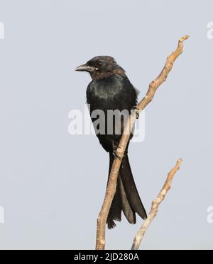 Il drongo nero è un piccolo uccello passerino asiatico della famiglia dei drongo Dicruridae. Foto Stock