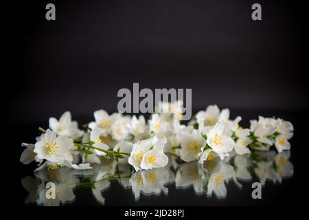 Ramo di fiori di gelsomino bianco fragrante in fiore isolato su sfondo nero Foto Stock