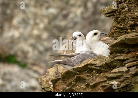 Una coppia di fulmar sedette insieme su una scogliera, una di fronte al muro e l'altra a squawking Foto Stock