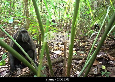 Un alpha maschio Sulawesi crested macaque nero (Macaca nigra) nella Riserva Naturale di Tangkoko Batuangus a Nord Sulawesi, Indonesia. Foto Stock