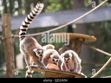 I lemuri con coda ad anello si raffreddano mangiando "lecca-lecca" appositamente preparati per gli animali allo Yorkshire Wildlife Park di Doncaster. Secondo il Met Office, a Londra è prevista una oscilanza di 34C (93,2F) e, potenzialmente, di alcuni punti di East Anglia il venerdì. Data foto: Venerdì 17 giugno 2022. Foto Stock