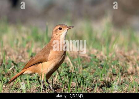 Rufous Hornero (Furnarius rufus), isolato, arroccato su un terreno Foto Stock