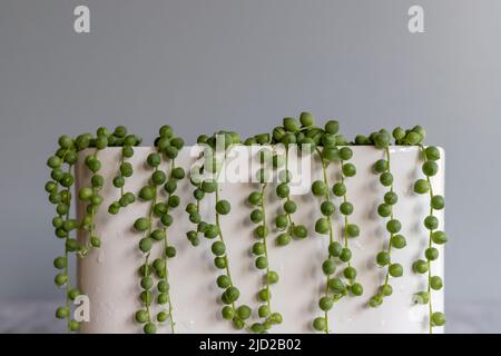 Filo di perle di curio rowleyanus in una pentola decorativa Foto Stock