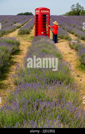 Banstead, Surrey, Regno Unito. 17 giugno 2022. Con temperature nel sud-est a causa dei 30 gradi superiori, una visita alla fattoria di lavanda Mayfield a Surrey assomiglia alla Provenza nel caldo di metà estate. (modello rilasciato). Credit: Malcolm Park/Alamy Live News Foto Stock