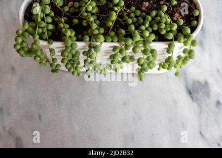 Senecio rowleyanus succulente vista ad angolo alto Foto Stock