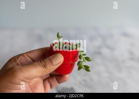 Tenendo una stringa di lacrime pianta in una pentola minuscola Foto Stock