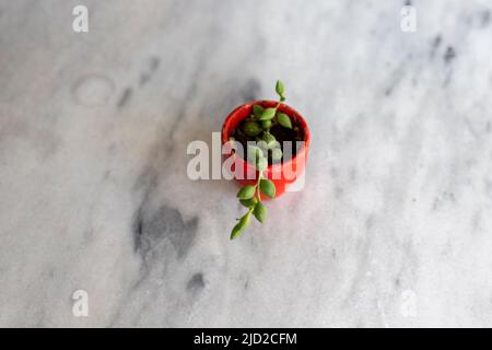 Stringa di gocce di pioggia in un piccolo vaso rosso con spazio di copia Foto Stock