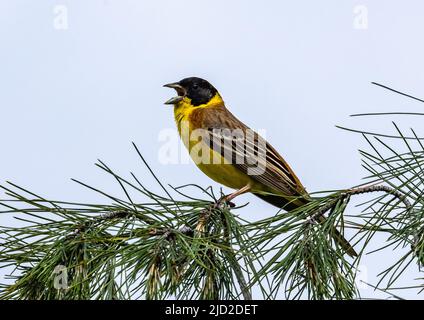 Un munting a testa nera (Emberiza melanocephala) che canta su un ramo. Denizli, Türkiye. Foto Stock