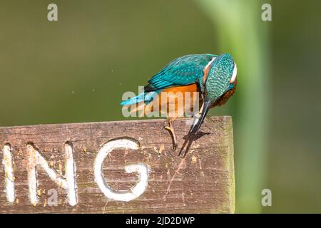 Arley, Regno Unito. 17th giugno 2022. Tempo britannico: Temperature molto calde e cieli luminosi offrono il tempo perfetto per un po 'di pesca. Questo uccello di Martin pescatore prende con successo un pesce da una piscina di pesca e gode il suo pasto che si crogiola nel sole estivo. Credit: Lee Hudson/Alamy Live News Foto Stock