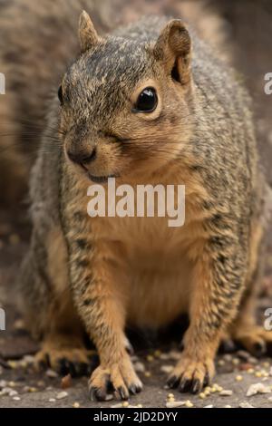 Ritratto ravvicinato di uno scoiattolo di volpe che mostra dettagli sulla texture della pelliccia e sul viso. Foto Stock