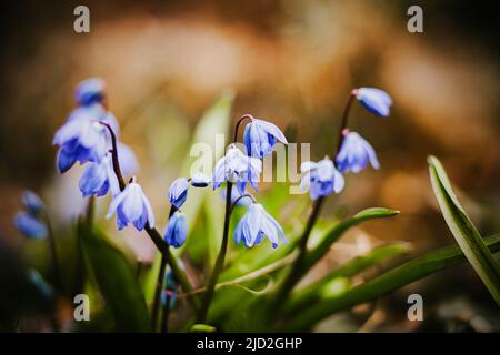 In primavera fioriscono bellissimi fiori viola di scylla. Fiori all'inizio della primavera. Aprile. Foto Stock