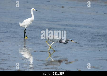 Un Erone tricolored, Egretta tricolore, caccia di pesci nella Laguna Madre poco profonda a South Padre Island, Texas. Un Egret Snowy si trova nelle vicinanze. Foto Stock