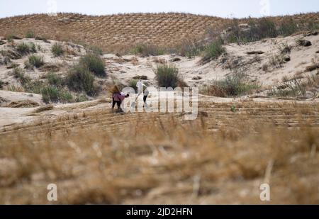 Pechino, la regione autonoma cinese di Ningxia Hui. 16th giugno 2022. Gli operai del controllo della sabbia fanno le barriere della scacchiera della paglia nella riserva ecologica nazionale Baijitan di Lingwu sul bordo sud-ovest del deserto di Maowusu, regione autonoma di Ningxia Hui della Cina nordoccidentale, 16 giugno 2022. PER ANDARE CON XINHUA TITOLI DEL 17 GIUGNO 2022 credito: Yang Zhisen/Xinhua/Alamy Live News Foto Stock