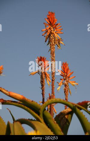 Red hot poker aloe (Aloe aculeata) al Voortrekker Monument Museum, Pretoria/Tshwane, Gauteng, Sudafrica. Foto Stock