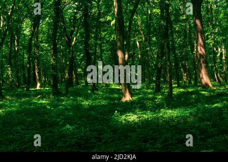 paesaggio naturale boscoso, foresta temperata a foglia larga Foto Stock