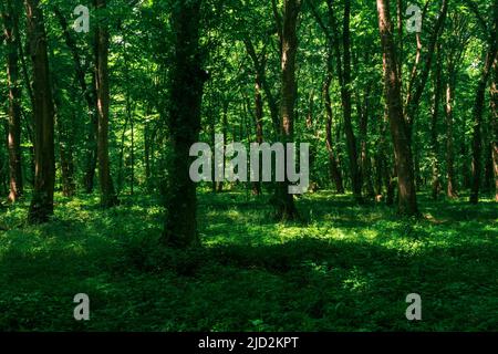 paesaggio in un bosco ombreggiato di thicket con dense sottobosco Foto Stock