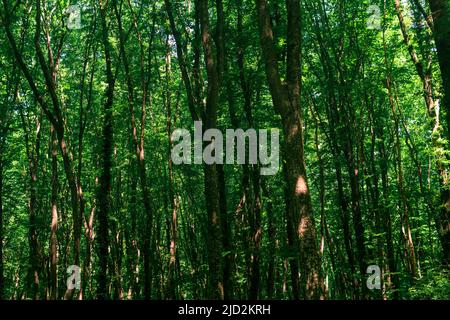corone e tronchi di alberi alti in una fitta foresta di foglie Foto Stock
