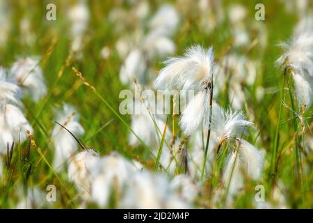 Primo piano di fiori di erba di cotone (Erioforo) in un campo Foto Stock